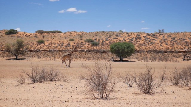 Southern Giraffe - ML651907803