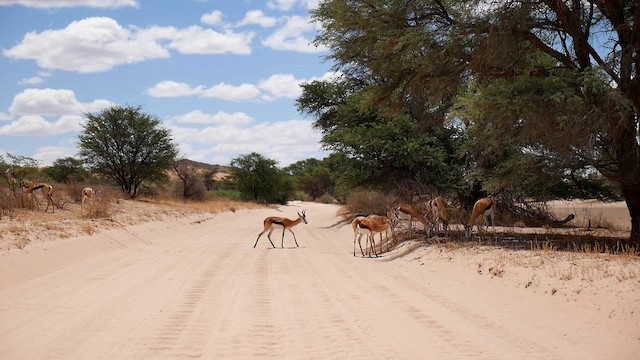 Springbok - ML651907804