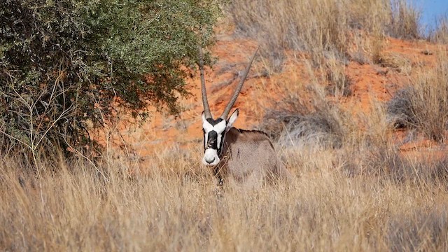 Gemsbok - ML651907805