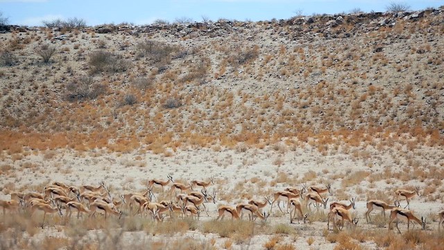 Springbok - ML651907806