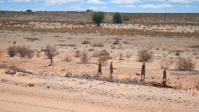 Mirket - ML651907808