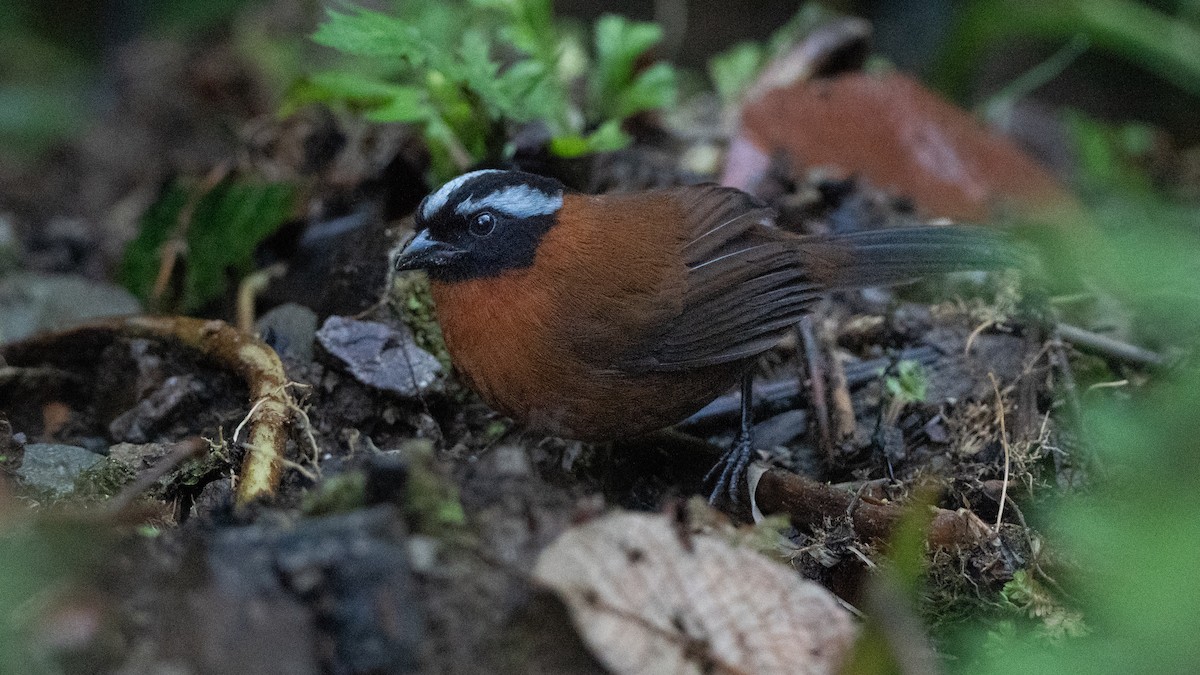 Cerquero Tangarino - ML651907947