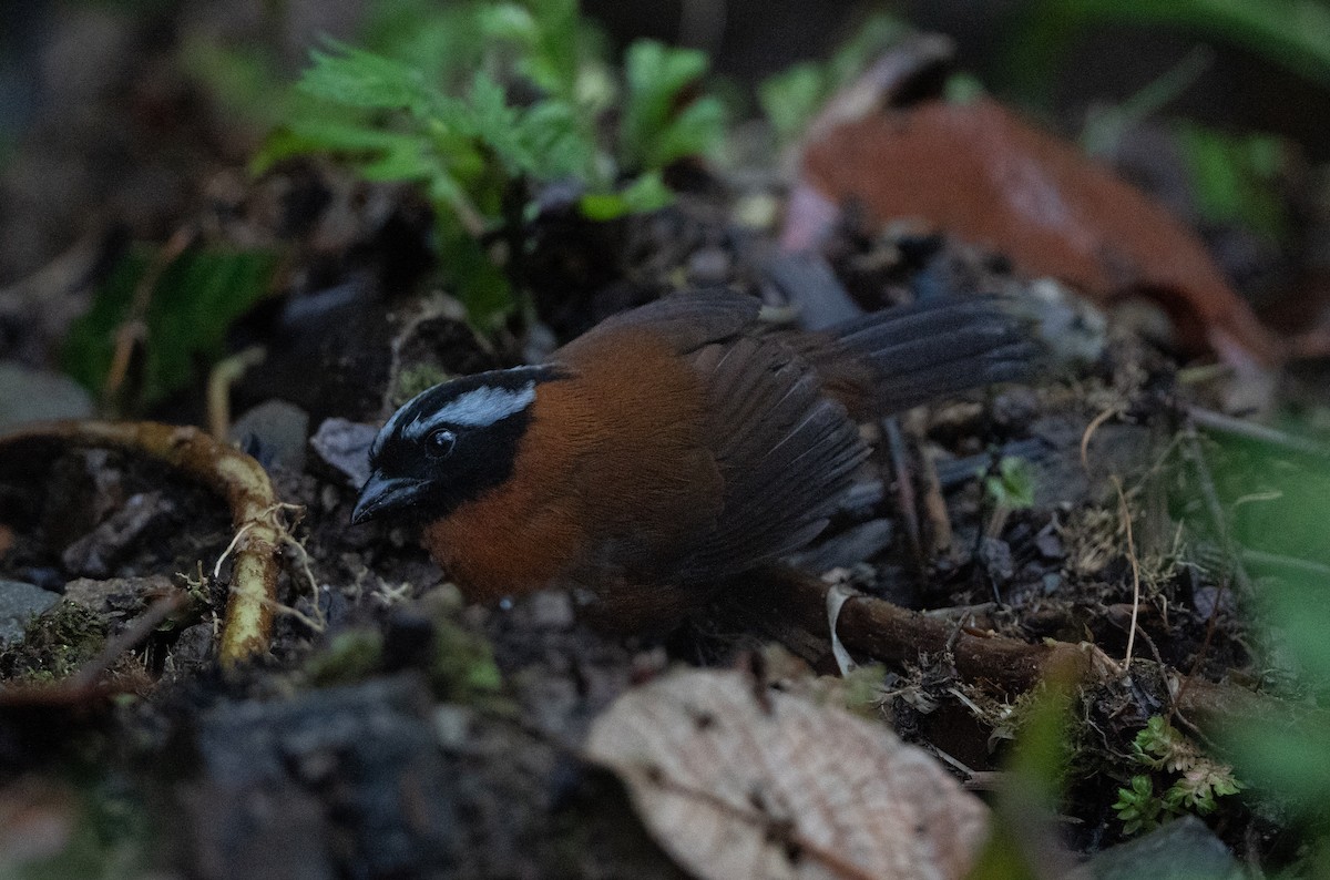 Cerquero Tangarino - ML651907949