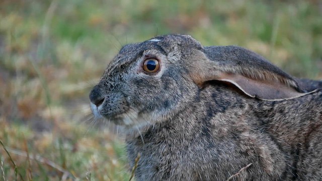 Scrub Hare - ML651908290