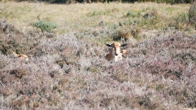 Bontebok/Blesbok - ML651908291