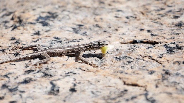 Augrabies flat lizard - ML651908453