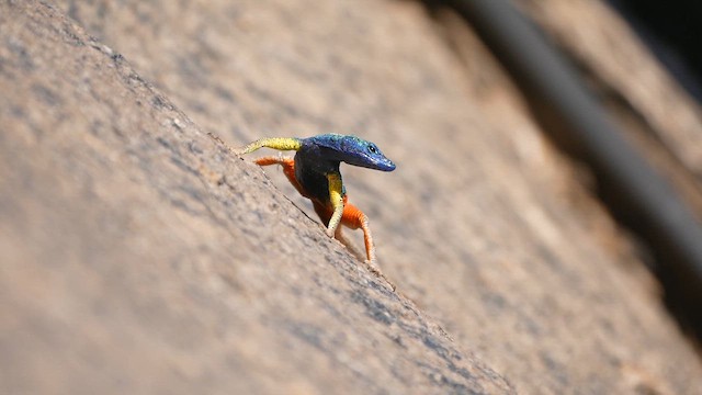 Augrabies flat lizard - ML651908454