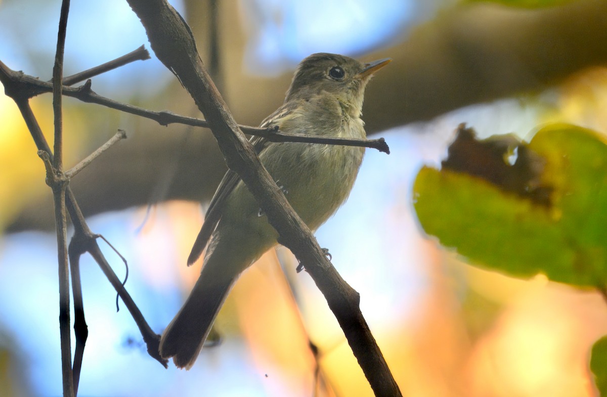 Yellow-bellied Flycatcher - ML651908497