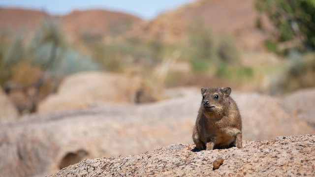 Güney Afrika Damanı - ML651908661