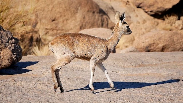 Klipspringer - ML651908662