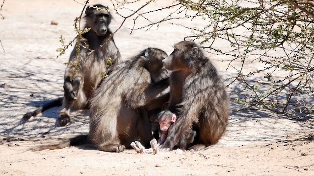 Chacma Baboon - ML651908665