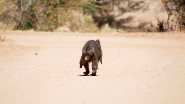 Chacma Baboon - ML651908666
