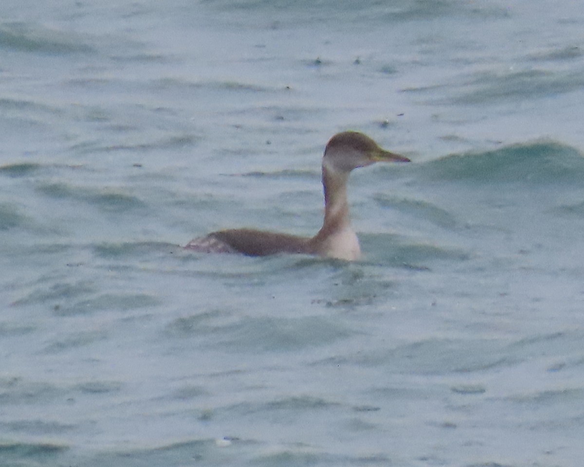 Пірникоза сірощока - ML651908755