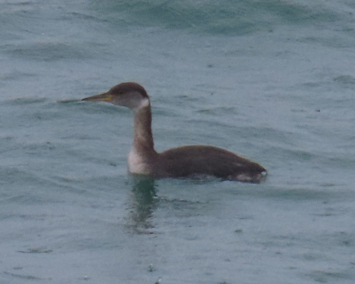 Пірникоза сірощока - ML651908756