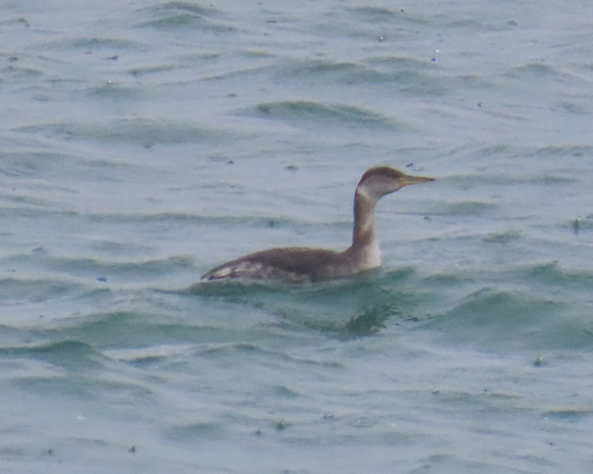 Пірникоза сірощока - ML651908758