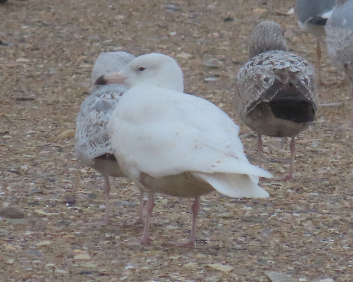 Мартин полярний - ML651908888