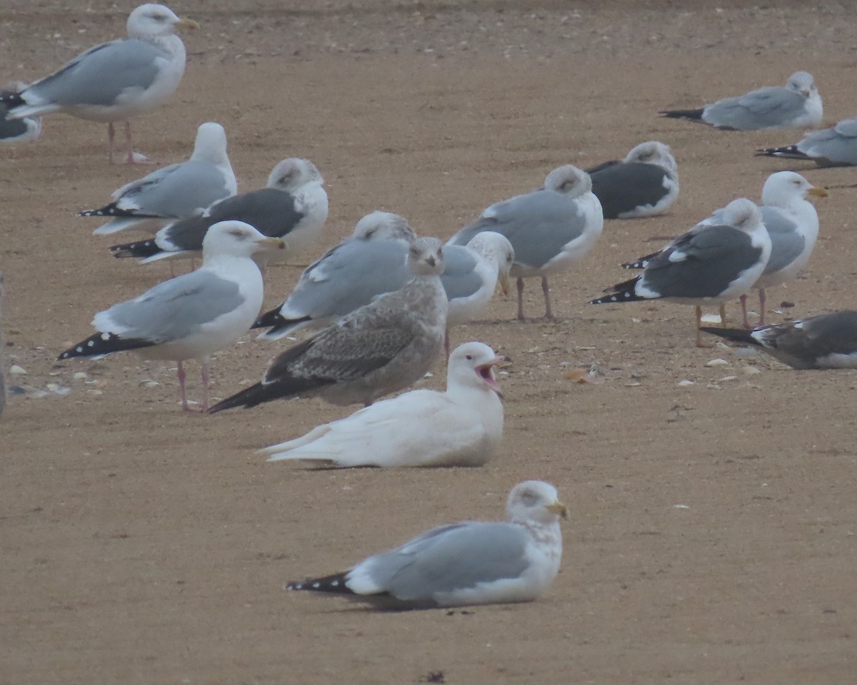 Мартин полярний - ML651908889