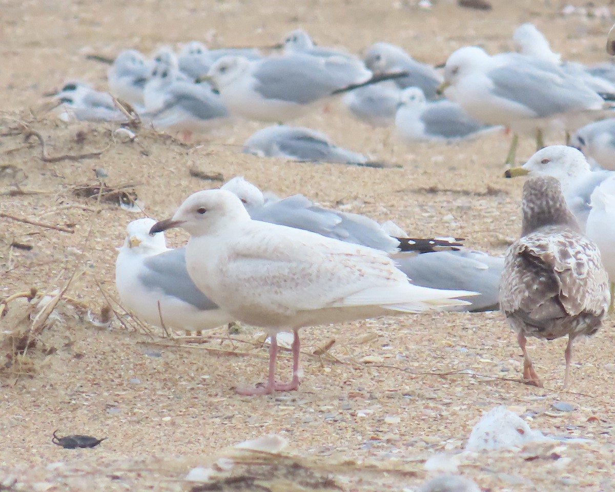 Мартин гренландський - ML651908924