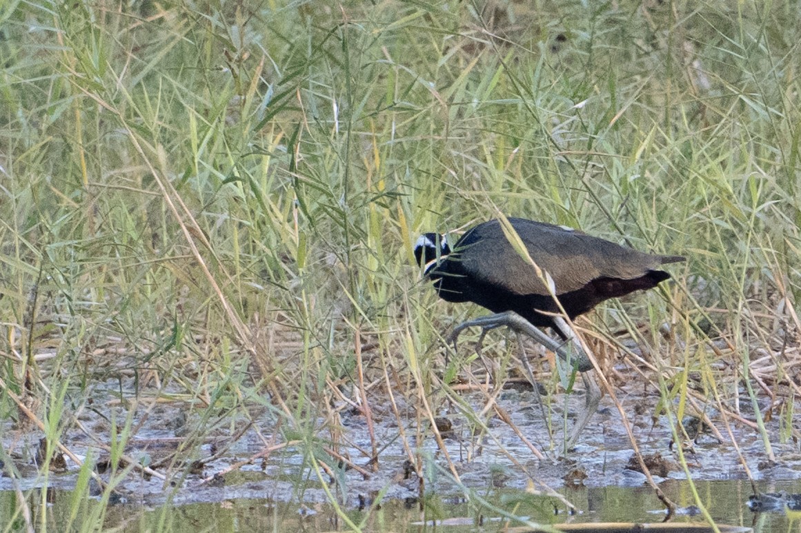 Bronze-winged Jacana - ML651909294
