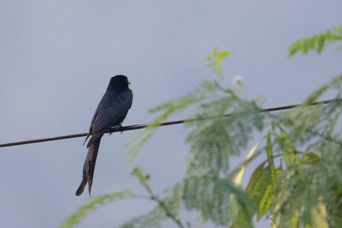 Black Drongo - ML651909301