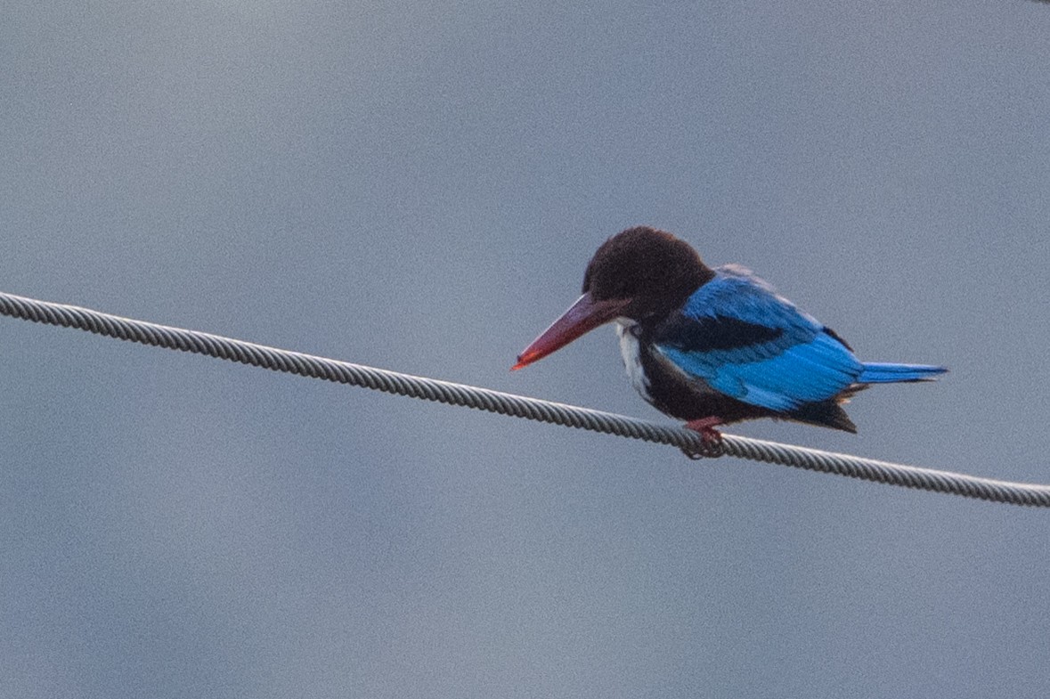 White-throated Kingfisher - ML651909331