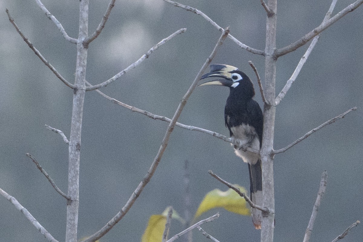 Oriental Pied-Hornbill - ML651909335