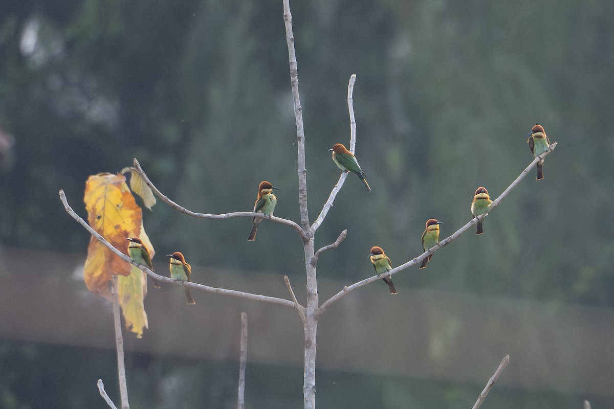 Chestnut-headed Bee-eater - ML651909340