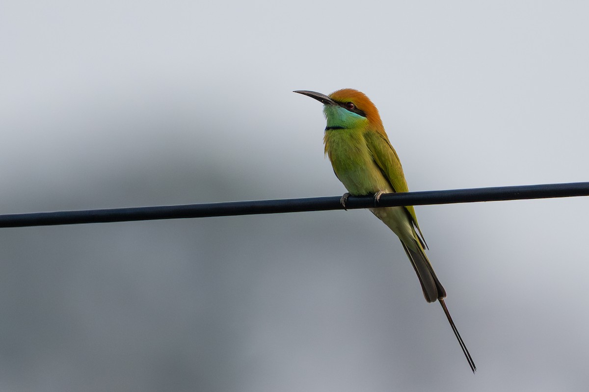 Asian Green Bee-eater - ML651909341