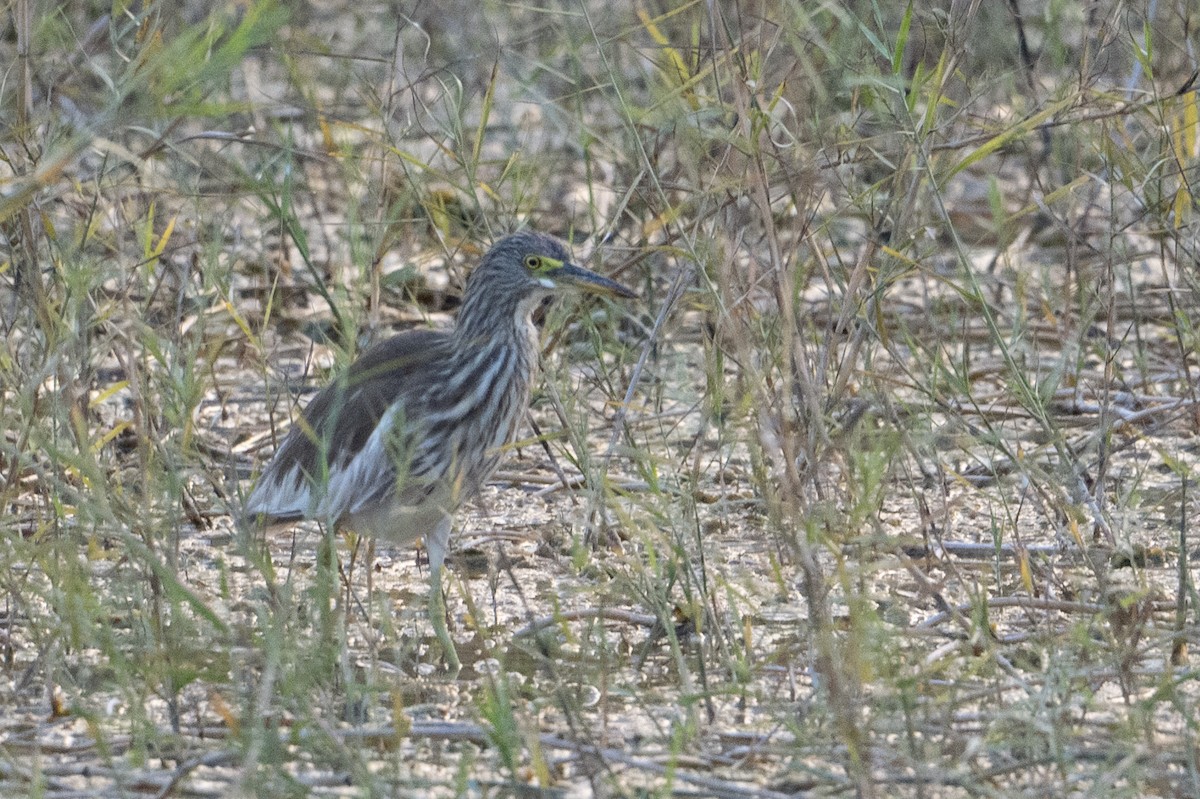 Chinese Pond-Heron - ML651909433