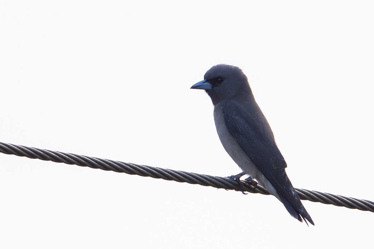 Ashy Woodswallow - ML651909437