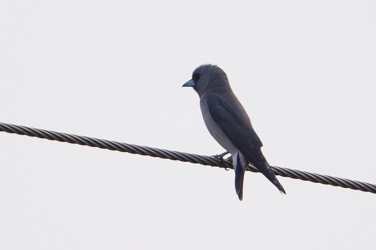 Ashy Woodswallow - ML651909456