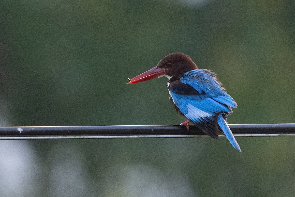 White-throated Kingfisher - ML651909458