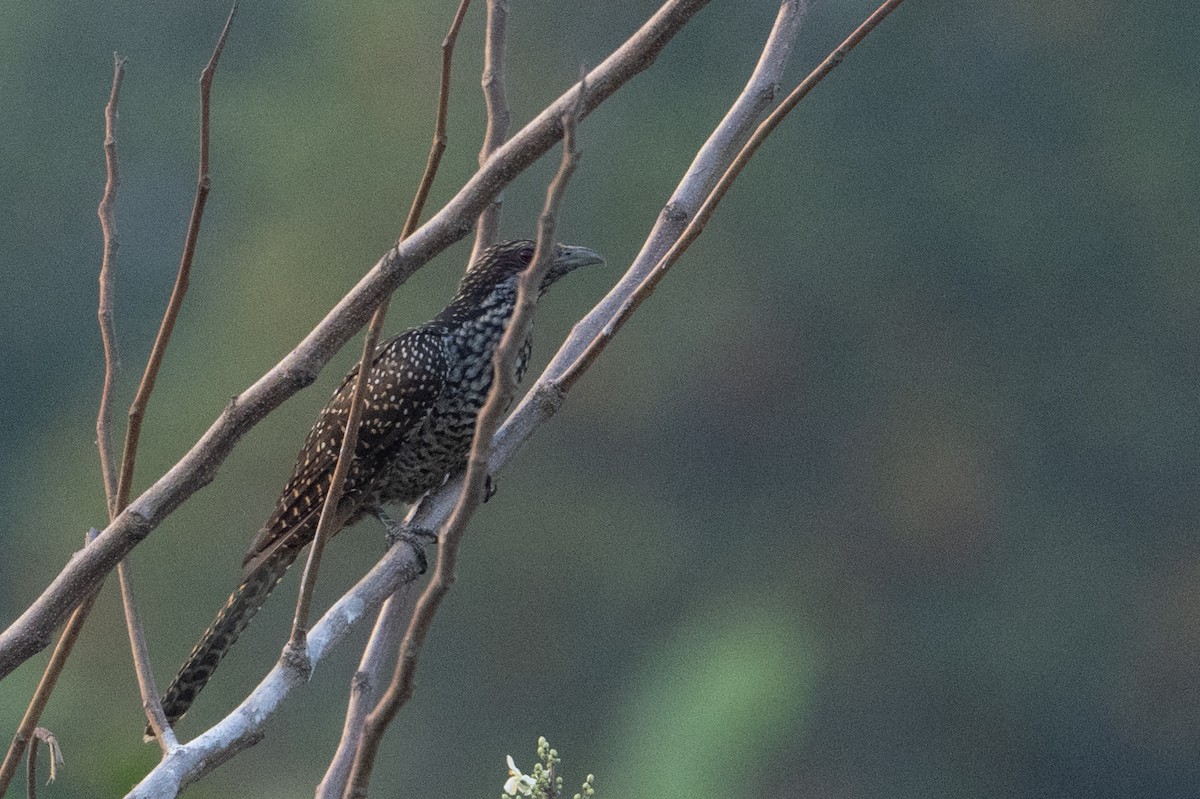 Asian Koel - ML651909461