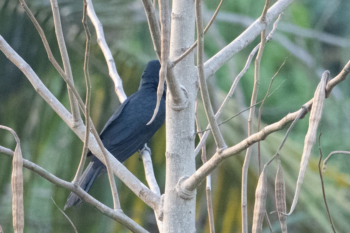 Asian Koel - ML651909462