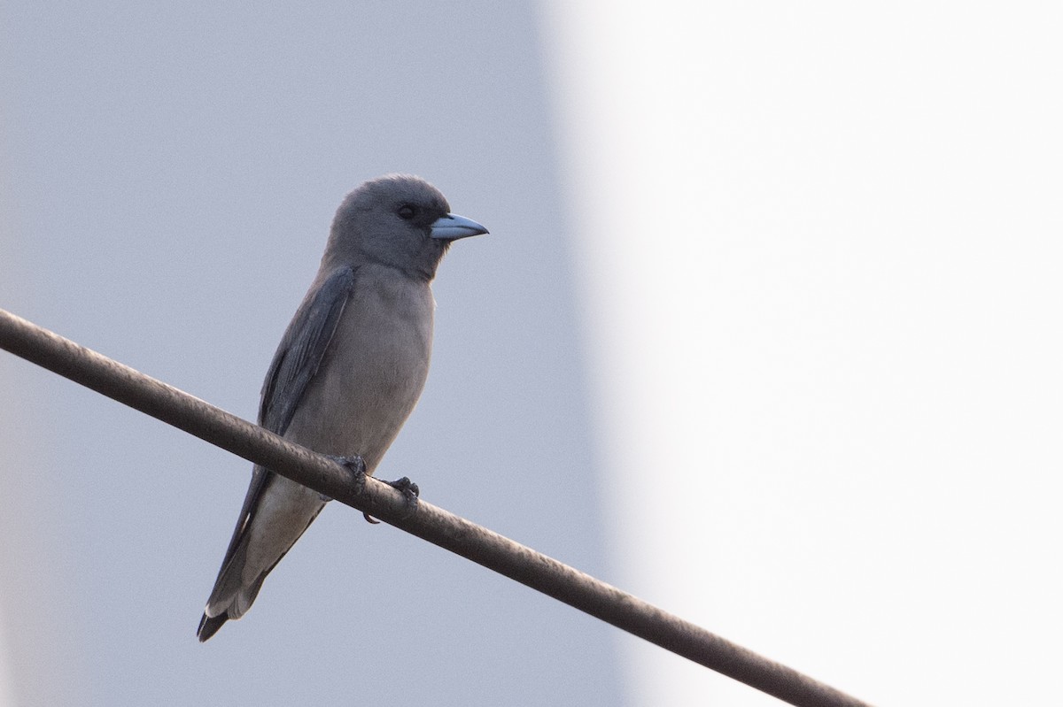 Ashy Woodswallow - ML651909466