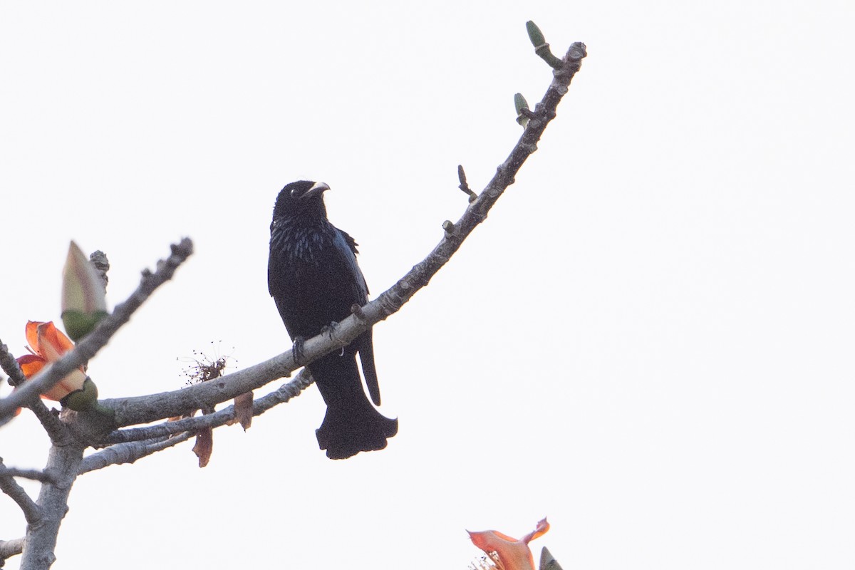 Hair-crested Drongo - ML651909469
