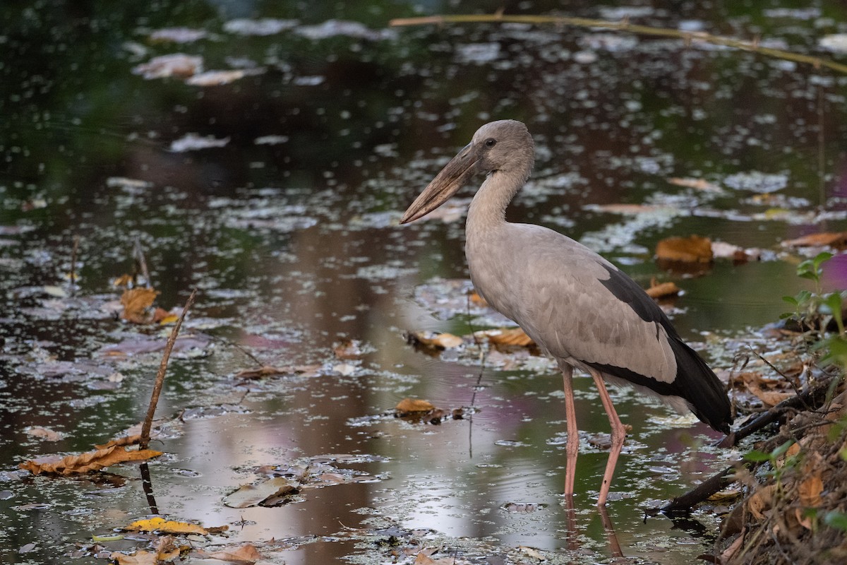 Asian Openbill - ML651909474