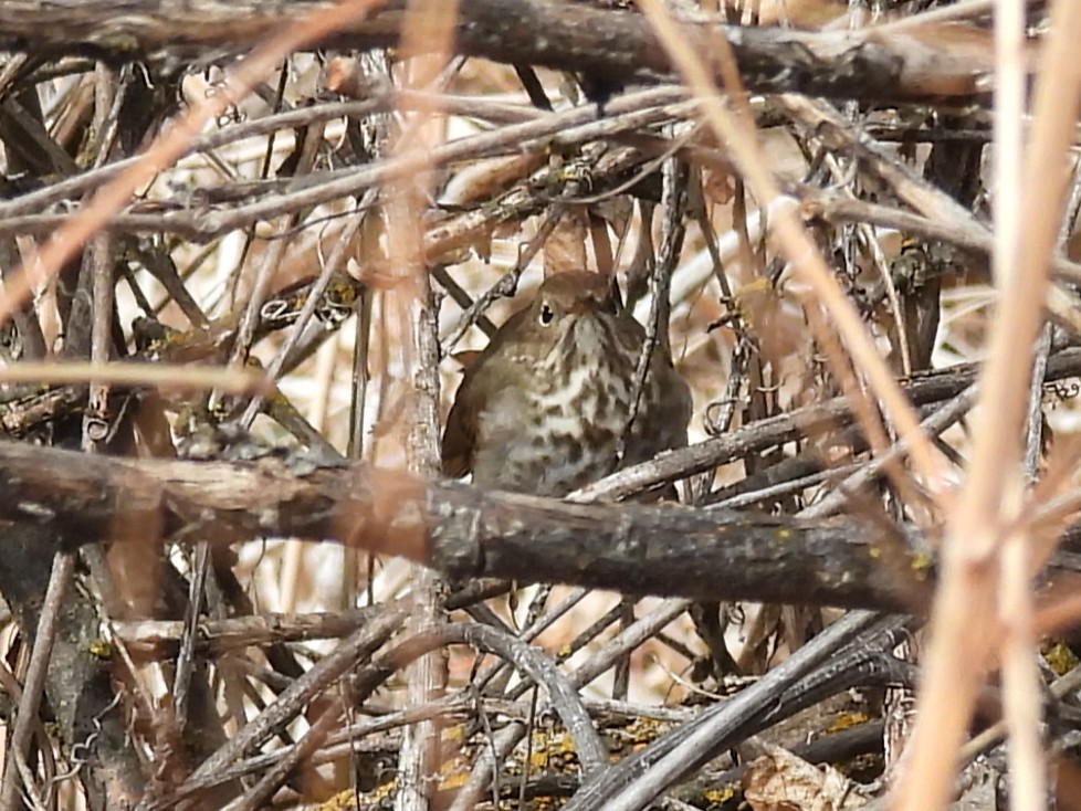 Grive solitaire - ML651911082