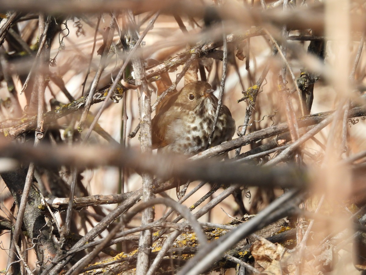 Grive solitaire - ML651911083