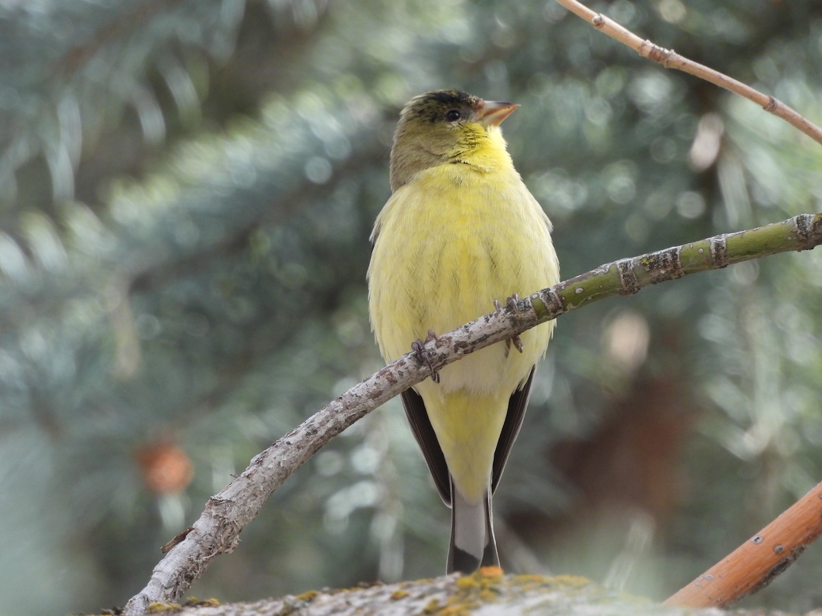 Chardonneret mineur - ML651911116