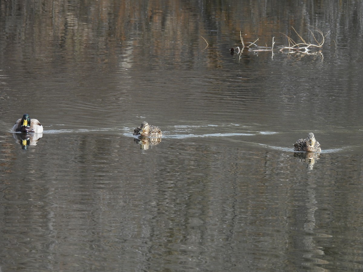 Canard colvert - ML651911128