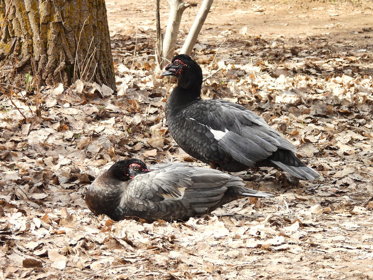 Canard musqué (forme domestique) - ML651911136