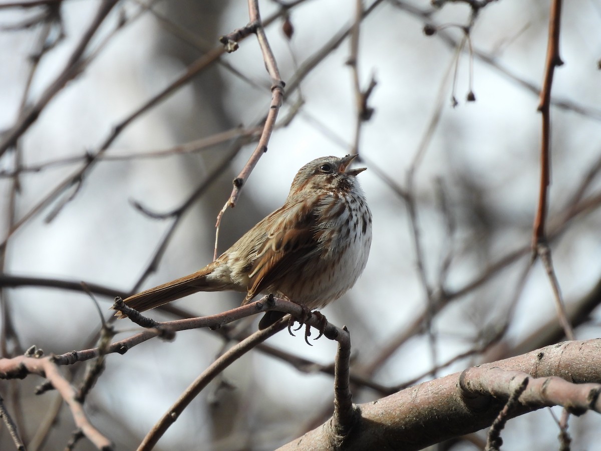 Bruant chanteur - ML651911148