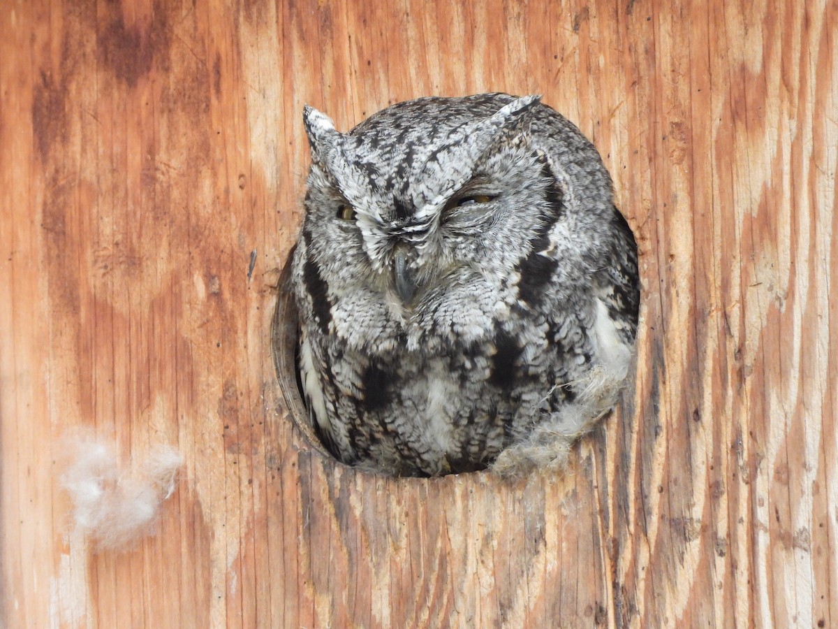 Petit-duc des montagnes - ML651911163