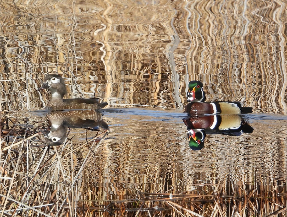 Canard branchu - ML651911256