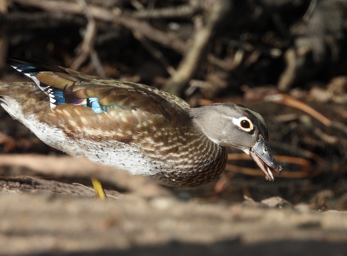 Canard branchu - ML651911257