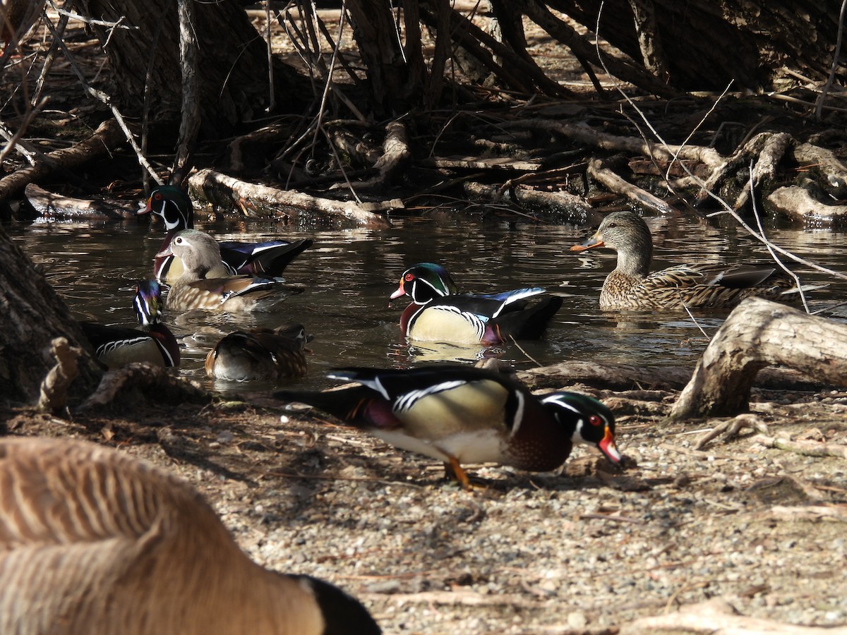 Canard branchu - ML651911258