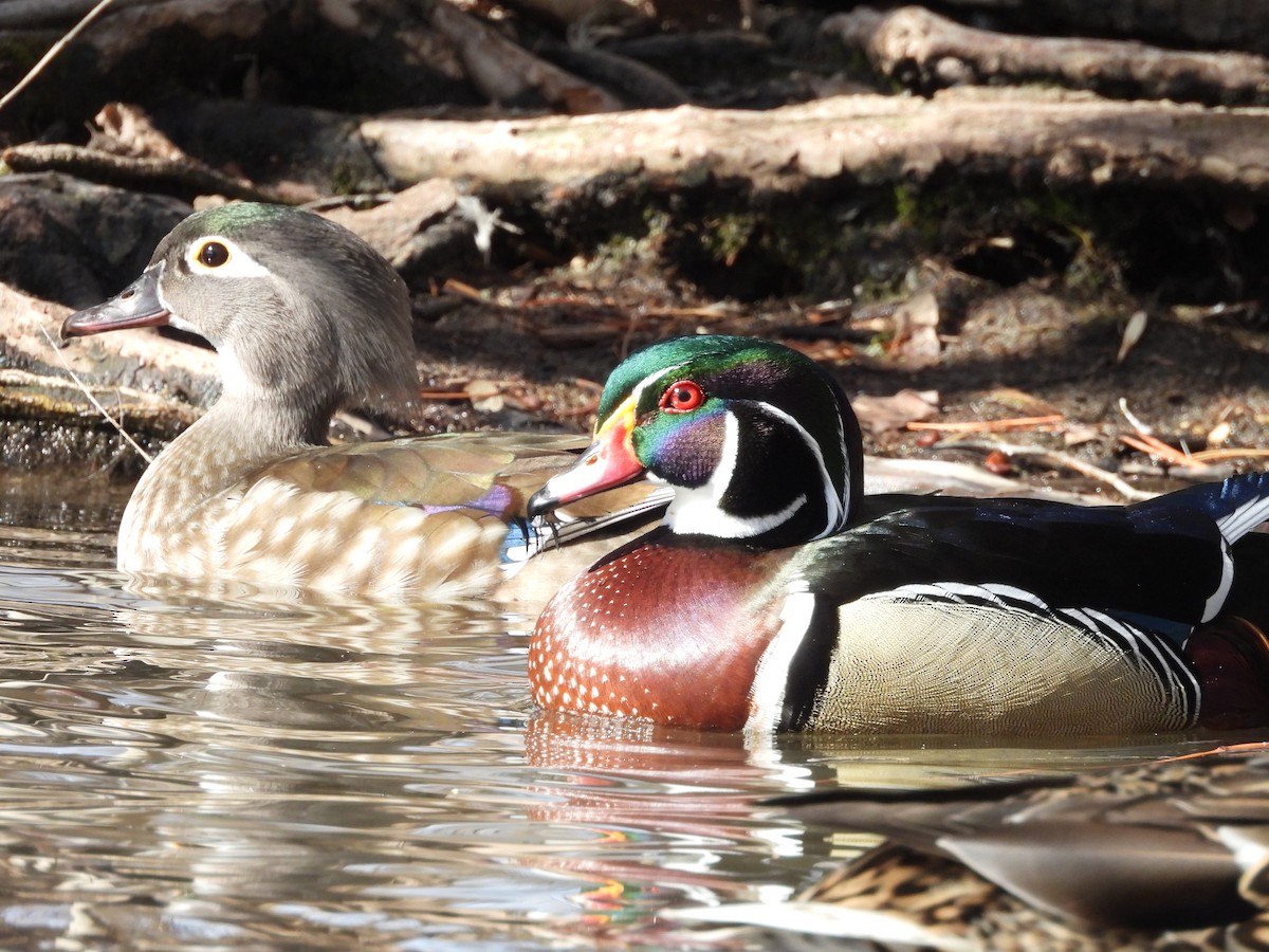 Canard branchu - ML651911259