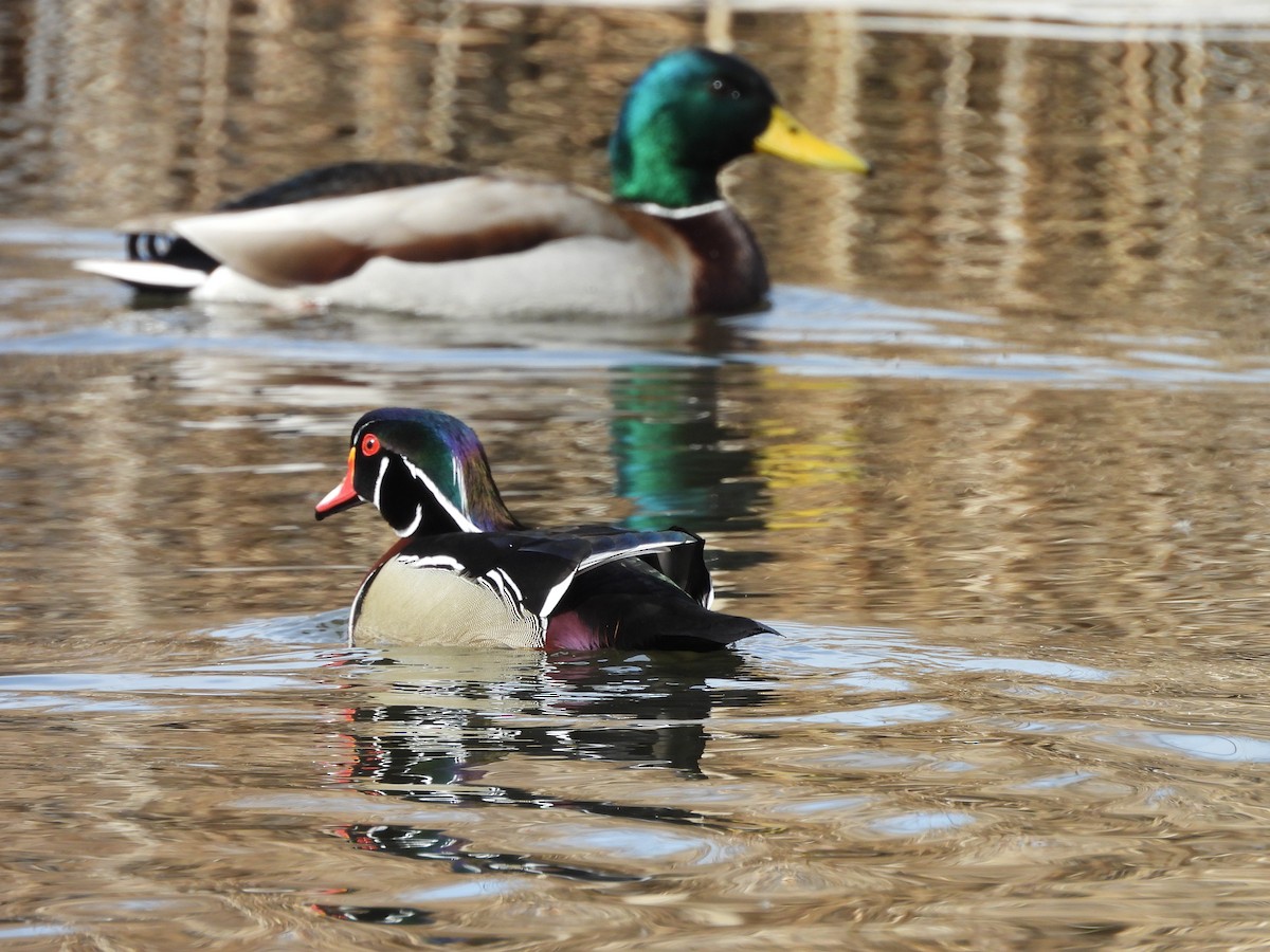 Canard branchu - ML651911260