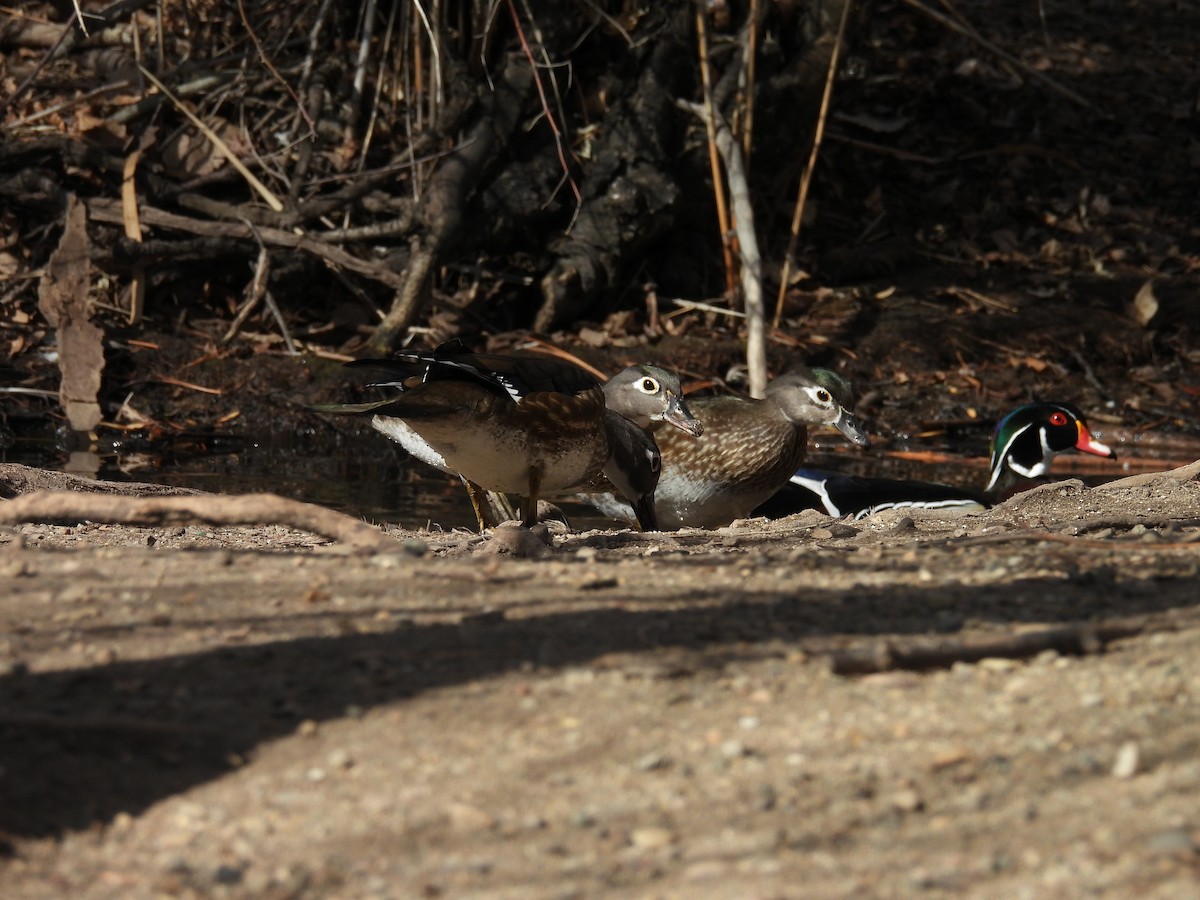 Canard branchu - ML651911261